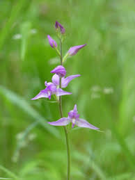 Attēlu rezultāti vaicājumam “Cephalanthera rubra bud”