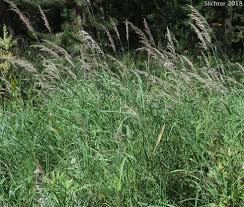 Attēlu rezultāti vaicājumam “Calamagrostis stricta”