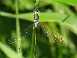 Attēlu rezultāti vaicājumam “Lestes sponsa”