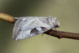 Attēlu rezultāti vaicājumam “Eucarta virgo”