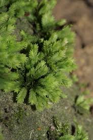 Attēlu rezultāti vaicājumam “Fissidens”