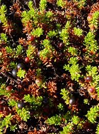 Attēlu rezultāti vaicājumam “Empetraceae”