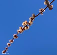 Attēlu rezultāti vaicājumam “Acer saccharinum flower”