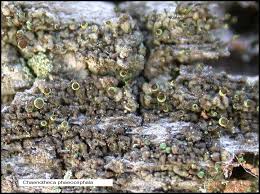 Attēlu rezultāti vaicājumam “Chaenotheca gracilenta”