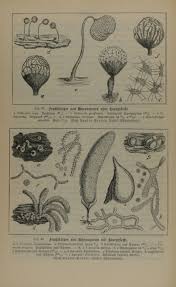 Attēlu rezultāti vaicājumam “Cribraria piriformis”
