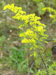 Attēlu rezultāti vaicājumam “Solidago virgaurea flower”