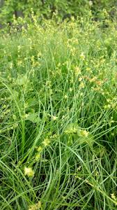 Attēlu rezultāti vaicājumam “Carex scandinavica”