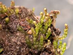 Attēlu rezultāti vaicājumam “Cladopodiella francisci”