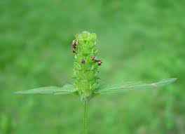Attēlu rezultāti vaicājumam “Prunella vulgaris”