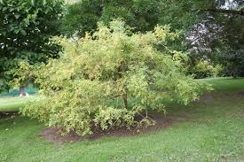 Attēlu rezultāti vaicājumam “Fraxinus excelsior Pendula fruit”