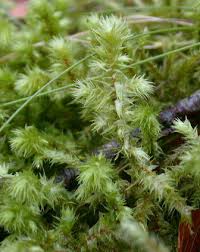 Attēlu rezultāti vaicājumam “Rhytidiadelphus triquetrus sporophyte”