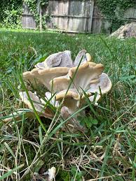 Attēlu rezultāti vaicājumam “Badhamiopsis scripta spores”