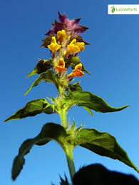 Attēlu rezultāti vaicājumam “Melampyrum nemorosum”