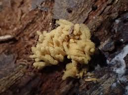 Attēlu rezultāti vaicājumam “Heterotrichia obvelata (syn. Arcyria obvelata) young”