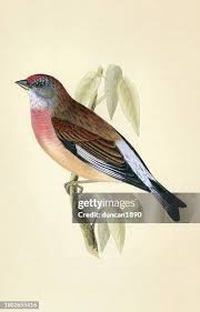 Attēlu rezultāti vaicājumam “Carduelis cannabina adult”