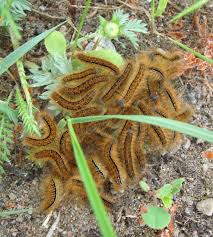 Attēlu rezultāti vaicājumam “Malacosoma castrensis larva”
