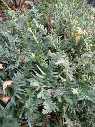 Attēlu rezultāti vaicājumam “Polypodium vulgare”