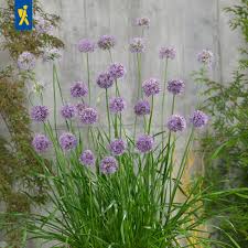 Image result for Schnittknoblauch