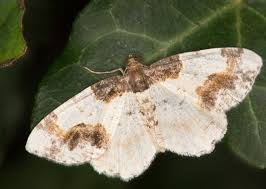 Attēlu rezultāti vaicājumam “Ligdia adustata”