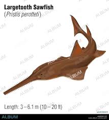 Image result for Pristis pristis