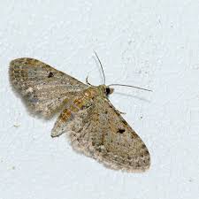 Attēlu rezultāti vaicājumam “Eulithis prunata”