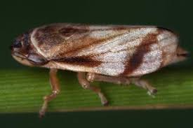 Attēlu rezultāti vaicājumam “Neophilaenus lineatus”