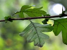 Attēlu rezultāti vaicājumam “Crataegus x macrocarpa leaf”