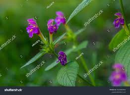 Attēlu rezultāti vaicājumam “Galeopsis bifida”