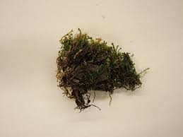 Attēlu rezultāti vaicājumam “Barbilophozia kunzeana”