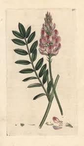 Image result for Onobrychis viciifolia