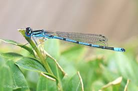 Attēlu rezultāti vaicājumam “Coenagrion armatum female”