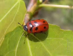 Attēlu rezultāti vaicājumam “Gonioctena”