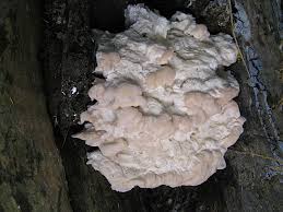 Attēlu rezultāti vaicājumam “Postia undosa”