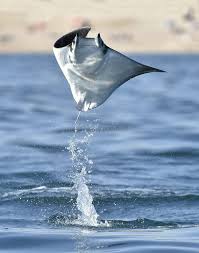 Image result for Mobula thurstoni