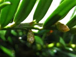 Attēlu rezultāti vaicājumam “Taxus baccata male flower”