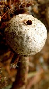 Attēlu rezultāti vaicājumam “Tulostoma fimbriatum”