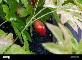 Attēlu rezultāti vaicājumam “Podophyllum hexandrum fruit”