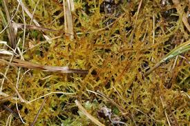 Attēlu rezultāti vaicājumam “Hamatocaulis vernicosus”