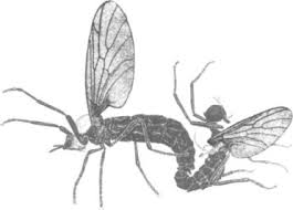 Attēlu rezultāti vaicājumam “Chironomidae imago”