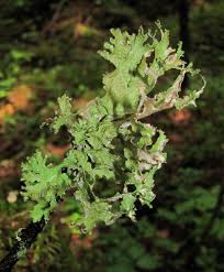 Attēlu rezultāti vaicājumam “Platismatia glauca”