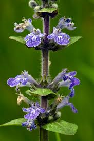 Attēlu rezultāti vaicājumam “Ajuga reptans flower”