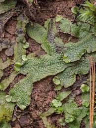 Attēlu rezultāti vaicājumam “Conocephalum salebrosum”