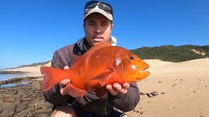 Image result for Chrysoblephus laticeps