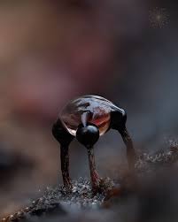 Attēlu rezultāti vaicājumam “Metatrichia floriformis stalked”