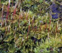 Attēlu rezultāti vaicājumam “Amblystegium serpens sporophyte”