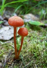 Attēlu rezultāti vaicājumam “Hygrocybe cantharellus”