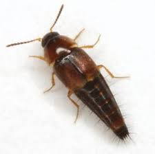 Attēlu rezultāti vaicājumam “Tachyporus sp.”