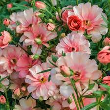 Attēlu rezultāti vaicājumam “Ranunculus elatior”