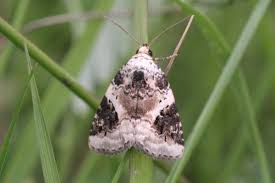 Attēlu rezultāti vaicājumam “Pseudeustrotia candidula”