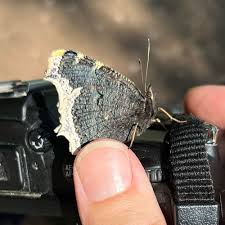 Attēlu rezultāti vaicājumam “Nymphalis antiopa underside”